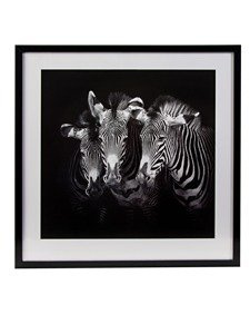 Obraz Zebry czarno bialy  63 x 63 cm