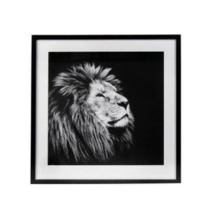 Obraz Lew czarno bialy  63 x 63 cm